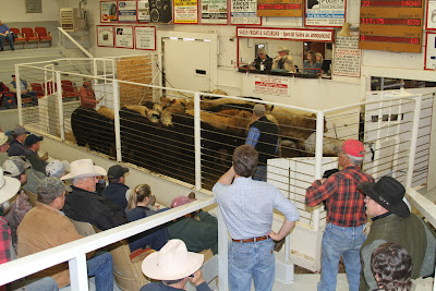 cattle idaho livestock auctions bureau farm march 2010 auction